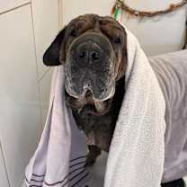 Thumbnail photo of Gertie #3