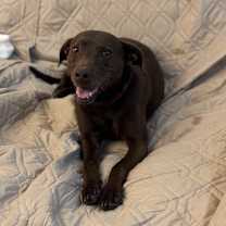 Thumbnail photo of Cordelia #2