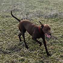 Thumbnail photo of Cordelia #3