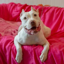 Thumbnail photo of Princess Alice #2