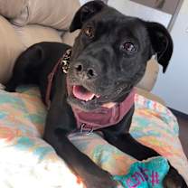 Thumbnail photo of Katara-- SPONSORED ADOPTION FE #3