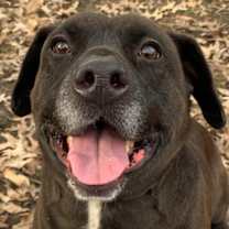 Thumbnail photo of Rhett #2