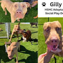Thumbnail photo of Gilly (in foster) #3