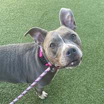 Thumbnail photo of Dani (in foster) #3