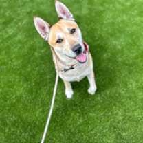 Thumbnail photo of Auggie #2