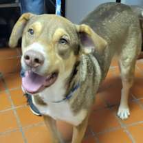 Thumbnail photo of Sanders #2