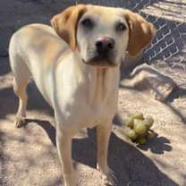 Thumbnail photo of Potpie #2