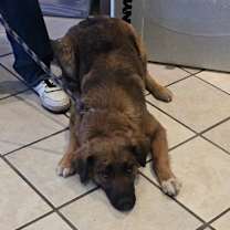 Thumbnail photo of Bailey #3