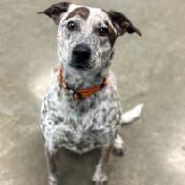 Thumbnail photo of Suki #2