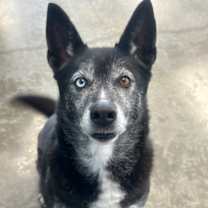 Thumbnail photo of Binx #2