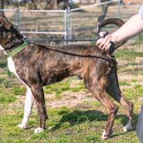 Thumbnail photo of Clyde #3