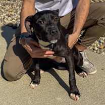 Thumbnail photo of Zadie #3