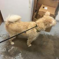 Thumbnail photo of Aleu #3