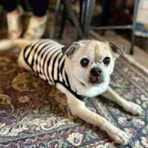 Thumbnail photo of Pugsley #2