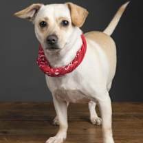 Thumbnail photo of Pork Chop #2