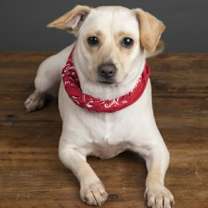 Thumbnail photo of Pork Chop #3