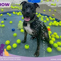 Thumbnail photo of Arrow #2