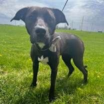 Thumbnail photo of Abbie #3