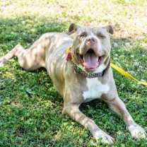 Thumbnail photo of Aphrodite- IN FOSTER #2