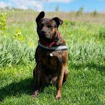 Thumbnail photo of Leo-Johnny #3