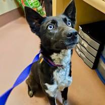 Thumbnail photo of Blackie #2