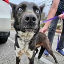 Thumbnail photo of Blackie #3