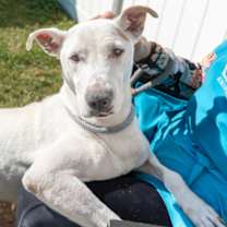 Thumbnail photo of Kathrine- IN FOSTER #3