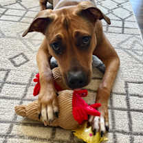 Thumbnail photo of Ricotta - IN FOSTER #3