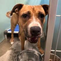 Thumbnail photo of *ALANI #2