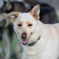 Thumbnail photo of ALIF #3