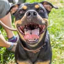 Thumbnail photo of Doris - IN FOSTER #2