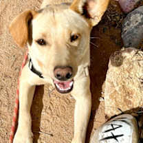 Thumbnail photo of Hank #2