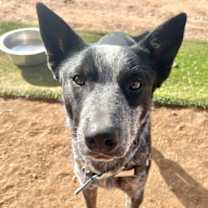 Thumbnail photo of Bandit #2