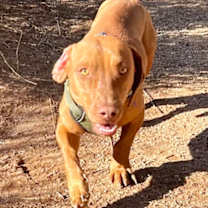 Thumbnail photo of Oscar #3