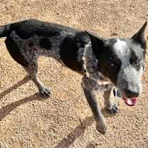 Thumbnail photo of Bandit #3