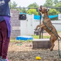 Thumbnail photo of Halo - IN FOSTER #2