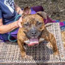 Thumbnail photo of Halo - IN FOSTER #3