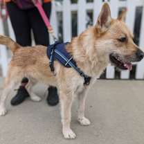Thumbnail photo of COOPER #2