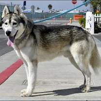 Thumbnail photo of DAKOTA #2