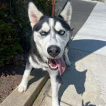 Thumbnail photo of ARTHUR #2