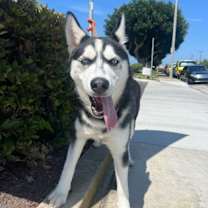 Thumbnail photo of ARTHUR #3