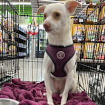 Thumbnail photo of Honey #2