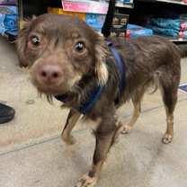 Thumbnail photo of Apollo #2