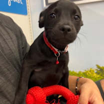 Thumbnail photo of Ada #2