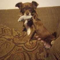 Thumbnail photo of Brownie #2