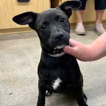 Thumbnail photo of Apple #2