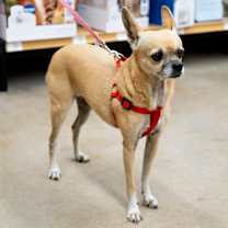 Thumbnail photo of Lola #3