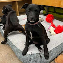 Thumbnail photo of Apple #3