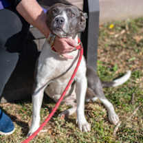 Thumbnail photo of Avila - IN FOSTER #3
