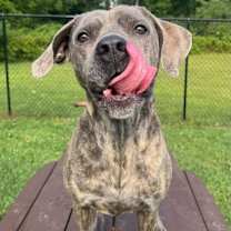 Thumbnail photo of Tulip #2